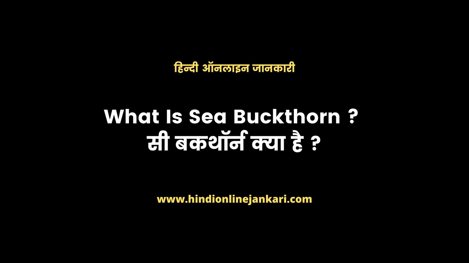 what is Sea Buckthorn In Hindi सी बकथॉर्न क्या है ? Benefits of Sea Buckthorn in hindi, Uses of Sea Buckthorn in hindi